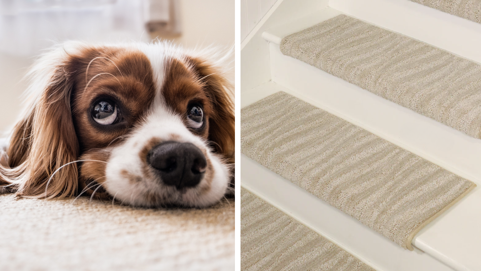 Best Stair Treads to Keep Your Dog Safe