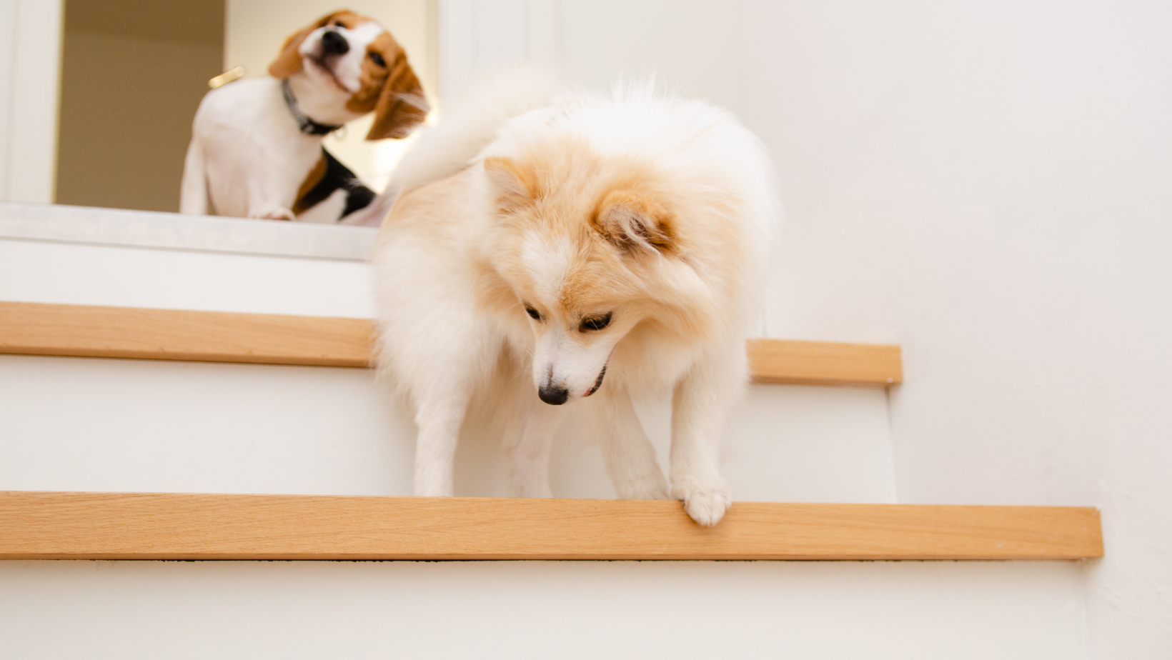 My Dog Slips on the Hardwood Stairs